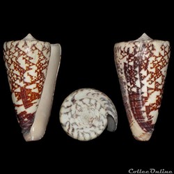 Calibanus thalassiarchus (Sowerby I, 1834)