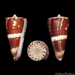 Strategoconus (Strategoconus) maldivus (Hwass in Bruguière, 1792)