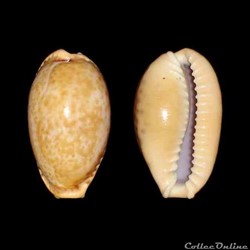 Cypraeidae - Naria spurca verdensium (Melvill, 1888)
