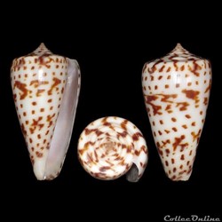 Phasmoconus (Phasmoconus) jickelii (Weinkauff, 1873)