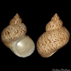 Turbinidae - Turbo argyrostomus (Linné, 1758)