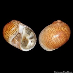 Naticidae - Naticarius stercusmuscarum (Gmelin, 1791)