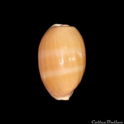 Cypraeidae - Luria cinerea (Gmelin, 1791)