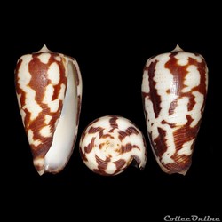 Phasmoconus (Phasmoconus) pica (Adams & Reeve, 1848)