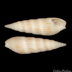 Terebridae - Hastula hastata (Gmelin, 1791)
