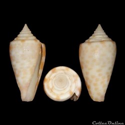 Lindaconus lorenzianus (Dillwyn, 1817)