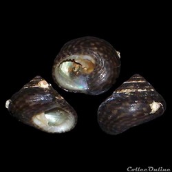 Trochidae - Clanculus jussieui (Payraudeau, 1826)