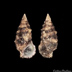 Cerithiidae - Cerithium atratum (Born, 1778)