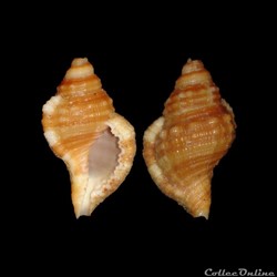 Cymatiidae - Monoplex aquatilis (Reeve, 1844)