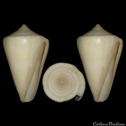 Lividoconus quercinus (Lightfoot, 1786)
