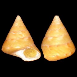 Calliostomatidae - Calliostoma conulus (Linné, 1758)