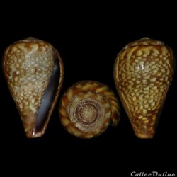 Lautoconus (Varioconus) nobrei (Trovão, 1975)