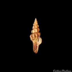 Fasciolariidae - Polygona infundibulum (Gmelin, 1791)