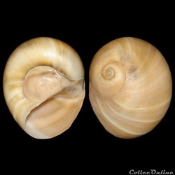 Naticidae - Neverita josephinia (Risso, 1826)