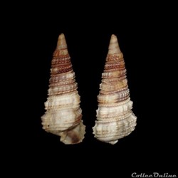 Potamididae - Tympanotonos fuscatus (Linnaeus, 1758)