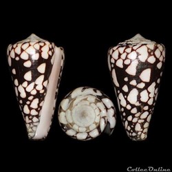 Conus equestris (Röding, 1798)