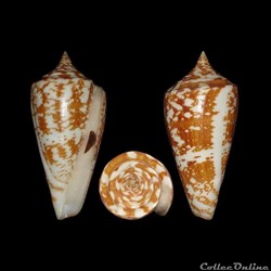 Leptoconus amadis (Gmelin, 1791)
