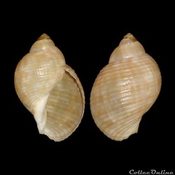 Tonnidae - Tonna pennata (Mörch, 1853)