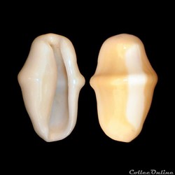 Ovulidae - Cyphoma gibbosum (Linné, 1758)