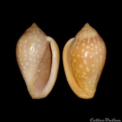 Marginellidae - Marginella sebastiani (Marche & Rosso, 1979)