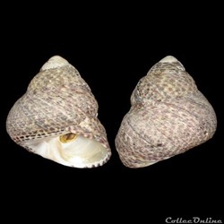 Trochidae - Phorcus turbinatus (Born, 1778)