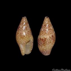 Columbellidae - Mitrella ocellata (Gmelin, 1991)