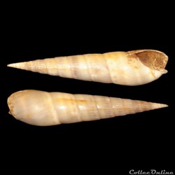 Terebridae - Impages cinerea (Born, 1778)