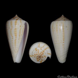 Phasmoconus (Phasmoconus) maculospirus (Pilsbry, 1922)