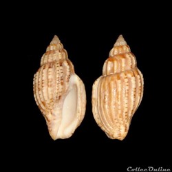 Volutidae - Lyria beauii archeri (Angas, 1865)