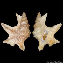 Aporrhaidae - Aporrhais pespelecani (Linné, 1758)