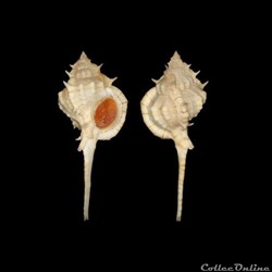 Muricidae - Siratus kugleri (Clench & Pérez Farfante, 1945)