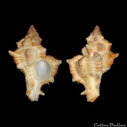 Muricidae - Chicoreus varius (Sowerby II, 1834)