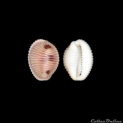 Triviidae - Trivia monacha (da Costa, 1778)