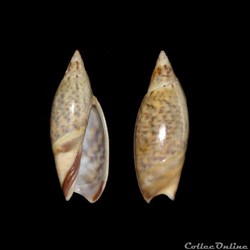 Olividae - Agaronia hiatula (Gmelin, 1791)