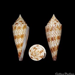 Fusiconus (Bathyconus) comatosus (Pilsbry, 1904)