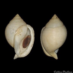 Cassidae - Galeodea rugosa (Linné, 1771)