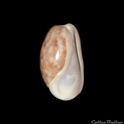 Bullidae - Bulla striata (Bruguière, 1792)