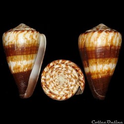 Rhizoconus miles (Linné, 1758)