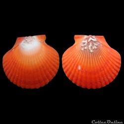 Pectinidae - Aequipecten flabellum (Gmelin, 1791)