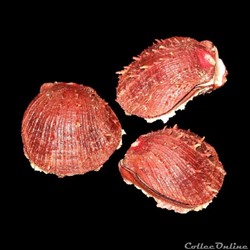 Spondylidae - Spondylus tenuis (Schreibers, 1793)