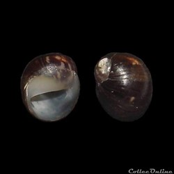 Neritidae - Theodoxus anatolicus (Récluz, 1841)