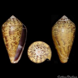Lautoconus (Lautoconus) guanche guanche (Lauer, 1993)