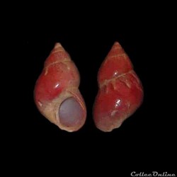 Phasianellidae - Tricolia pullus (Linné, 1758)