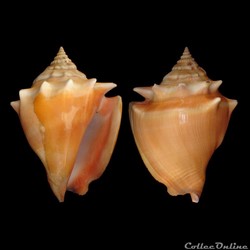 Strombidae - Strombus pugilis (Linné, 1758)