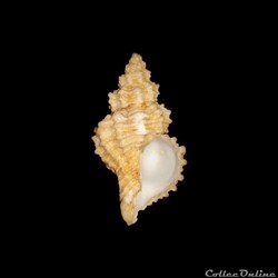 Coralliophilidae - Hirtomurex squamosus (Bivona & Bernardi, 1838)