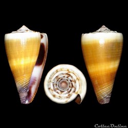 Lividoconus sugillatus (Reeve, 1844)