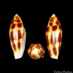 Turriconus (Mitraconus) mitratus (Hwass in Bruguière, 1792)