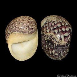 Neritidae - Nereina punctulata (Lamarck, 1816)