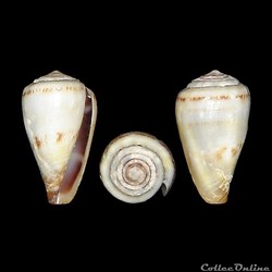 Lautoconus (Africonus) diminutus (Trovão & Rolán, 1986)