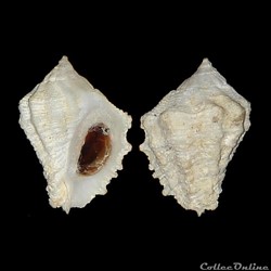 Coralliophilidae - Coralliophila caribaea (Abbot, 1958)